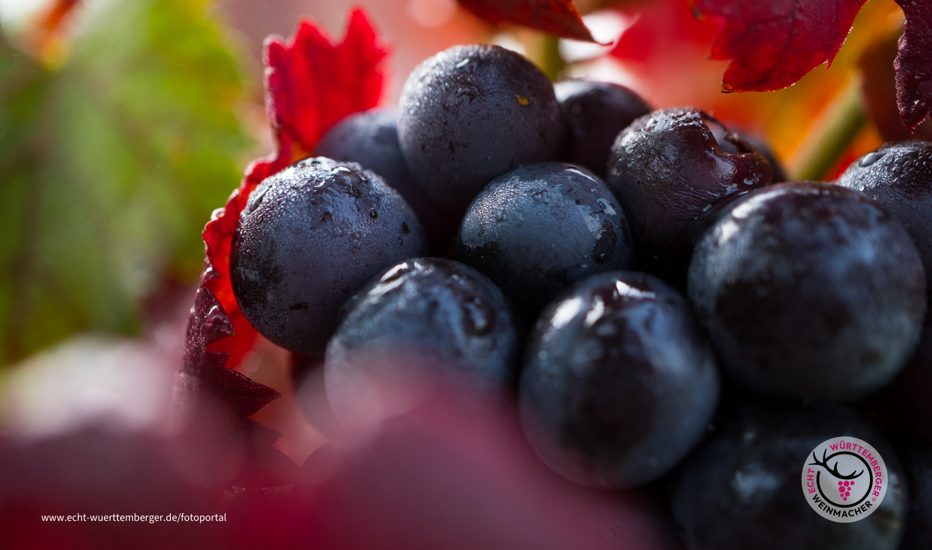 Die Farben des Herbstes!