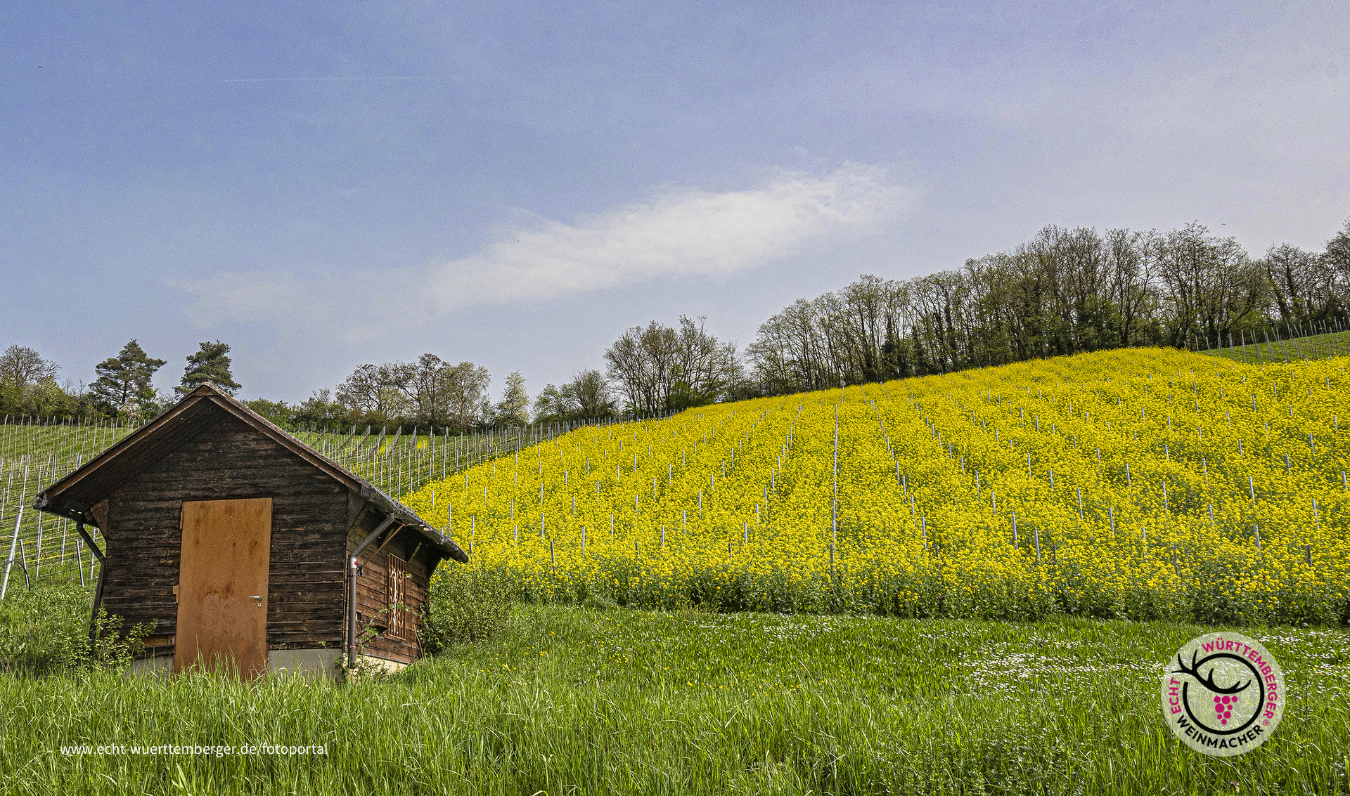 Gute Nachbarn - Wein und Raps