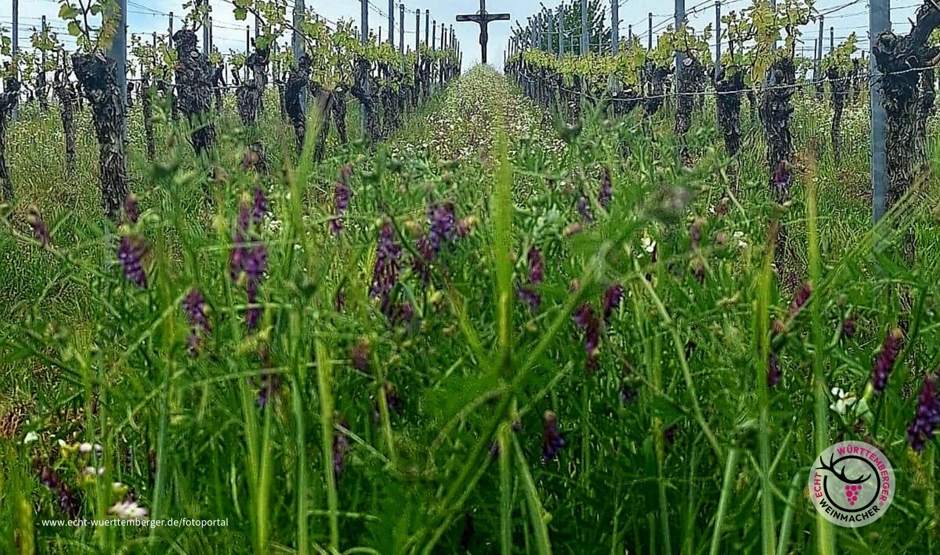 Weinberg in Stockheim
