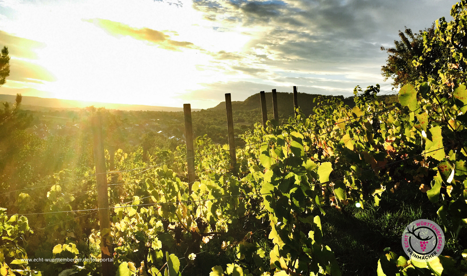 Weinberg Breitenholz 1