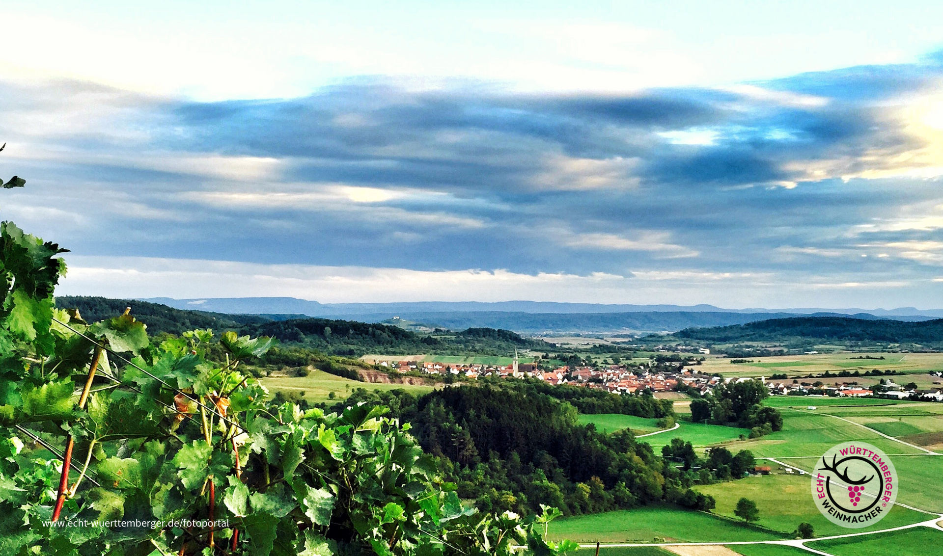 Weinberg Breitenholz 2