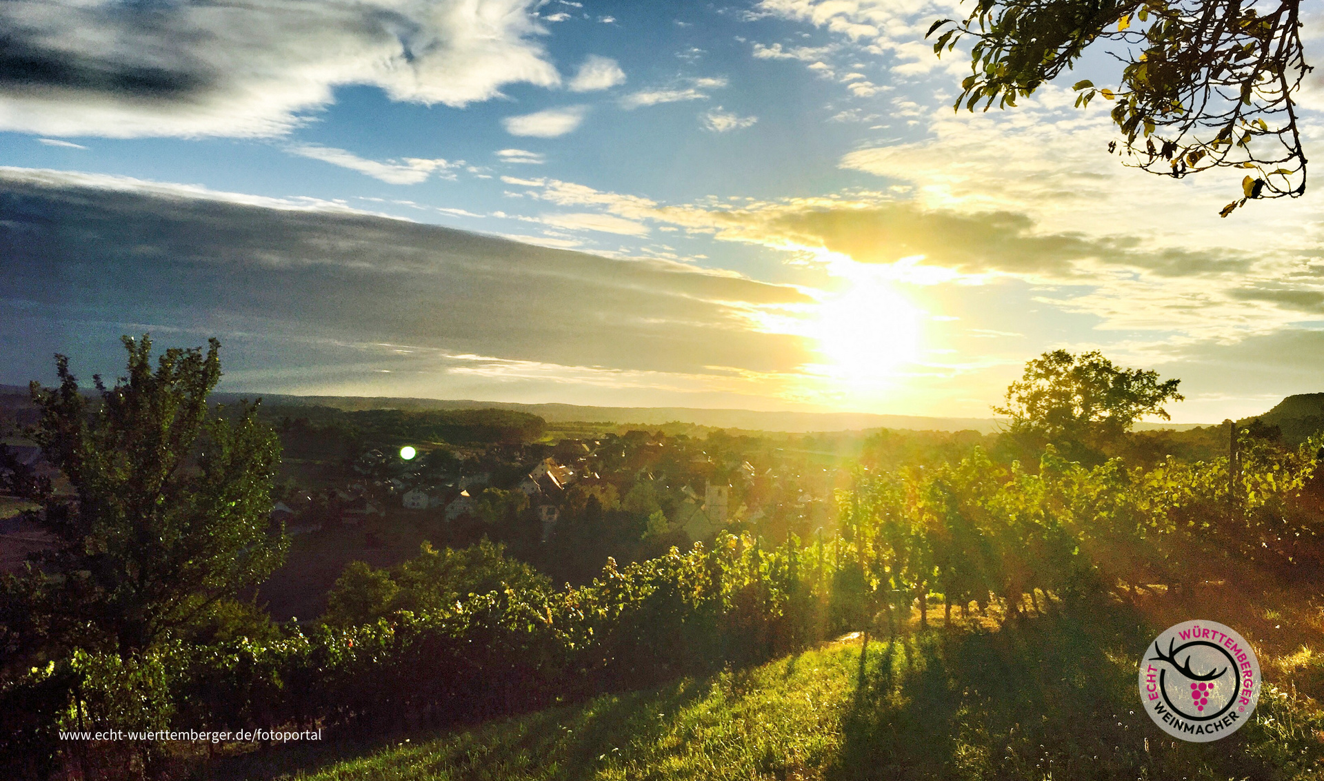 Weinberg Breitenholz 3