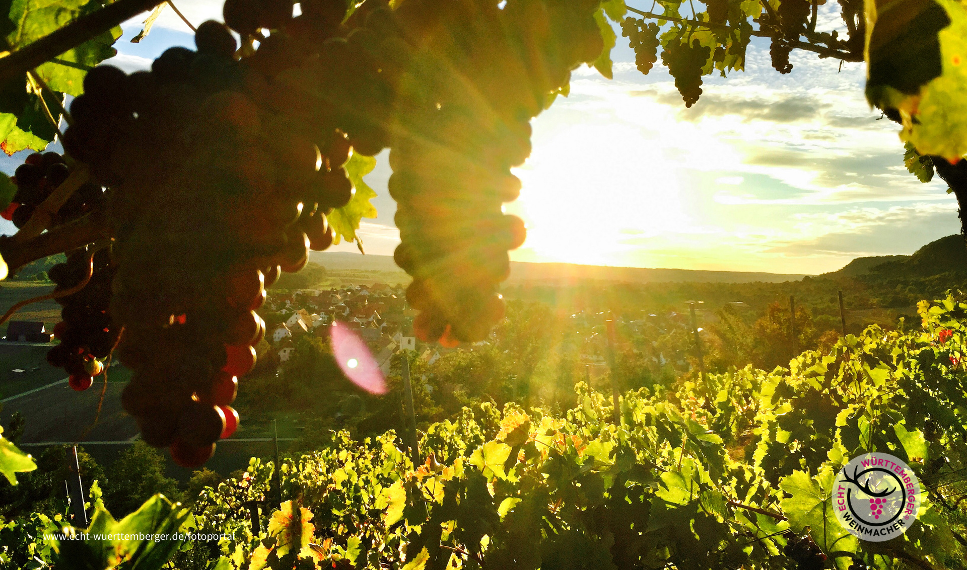 Weinberg Breitenholz 4