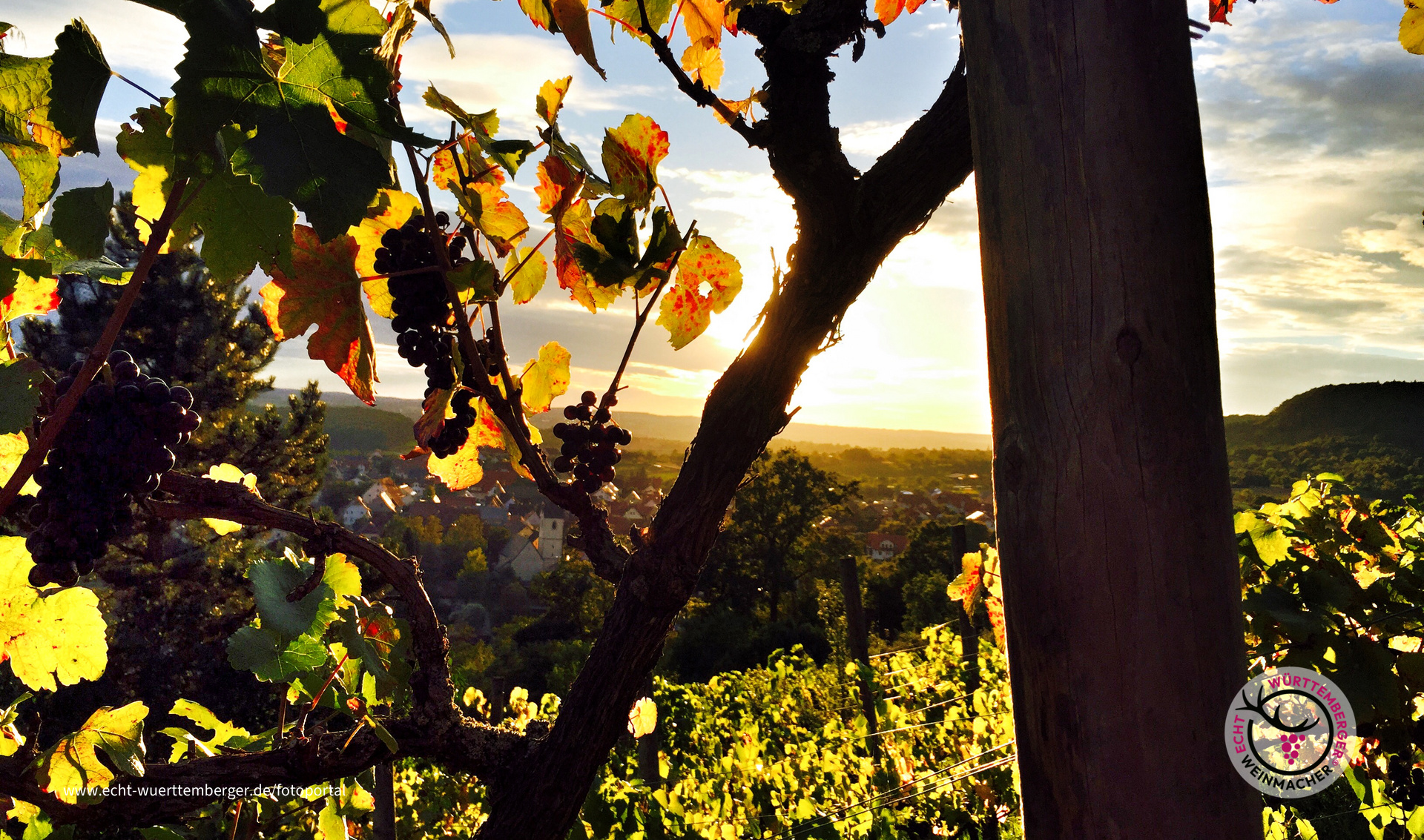 Weinberg Breitenholz 5