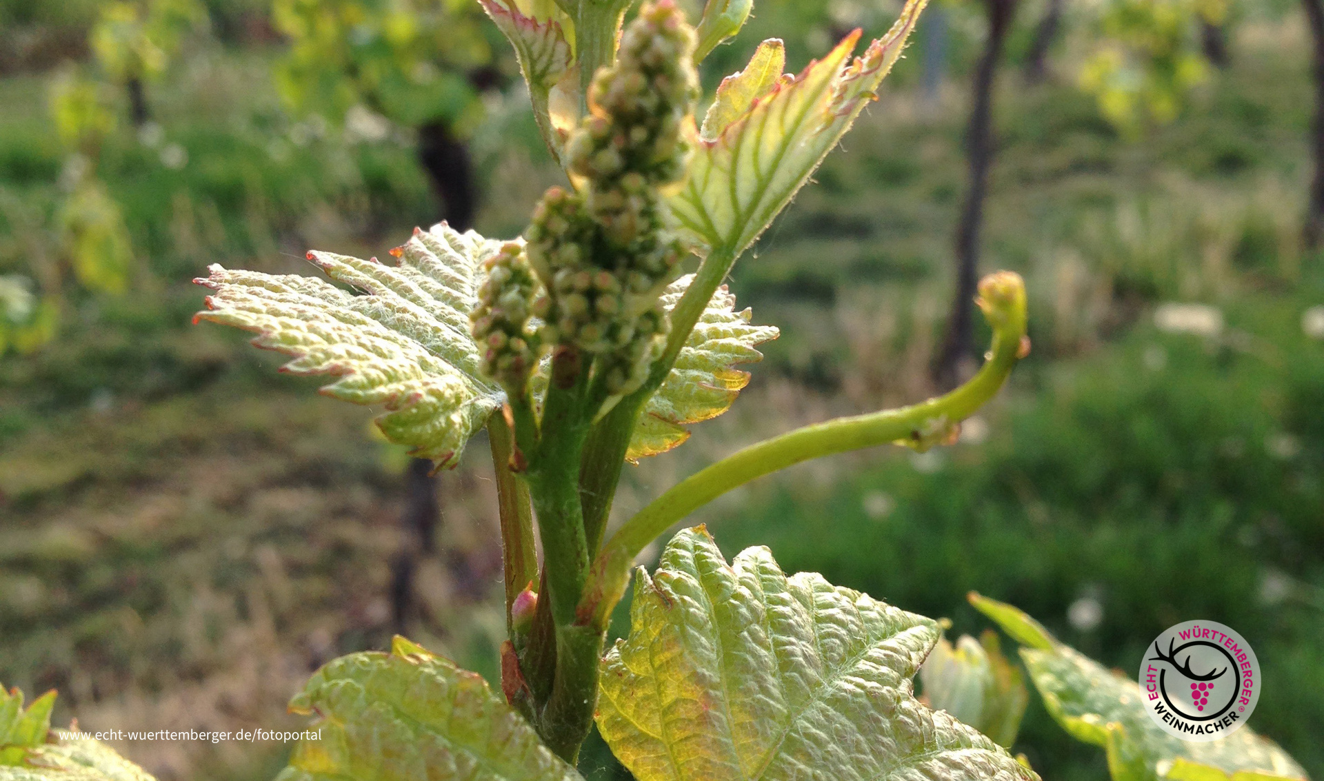Weinfrühling
