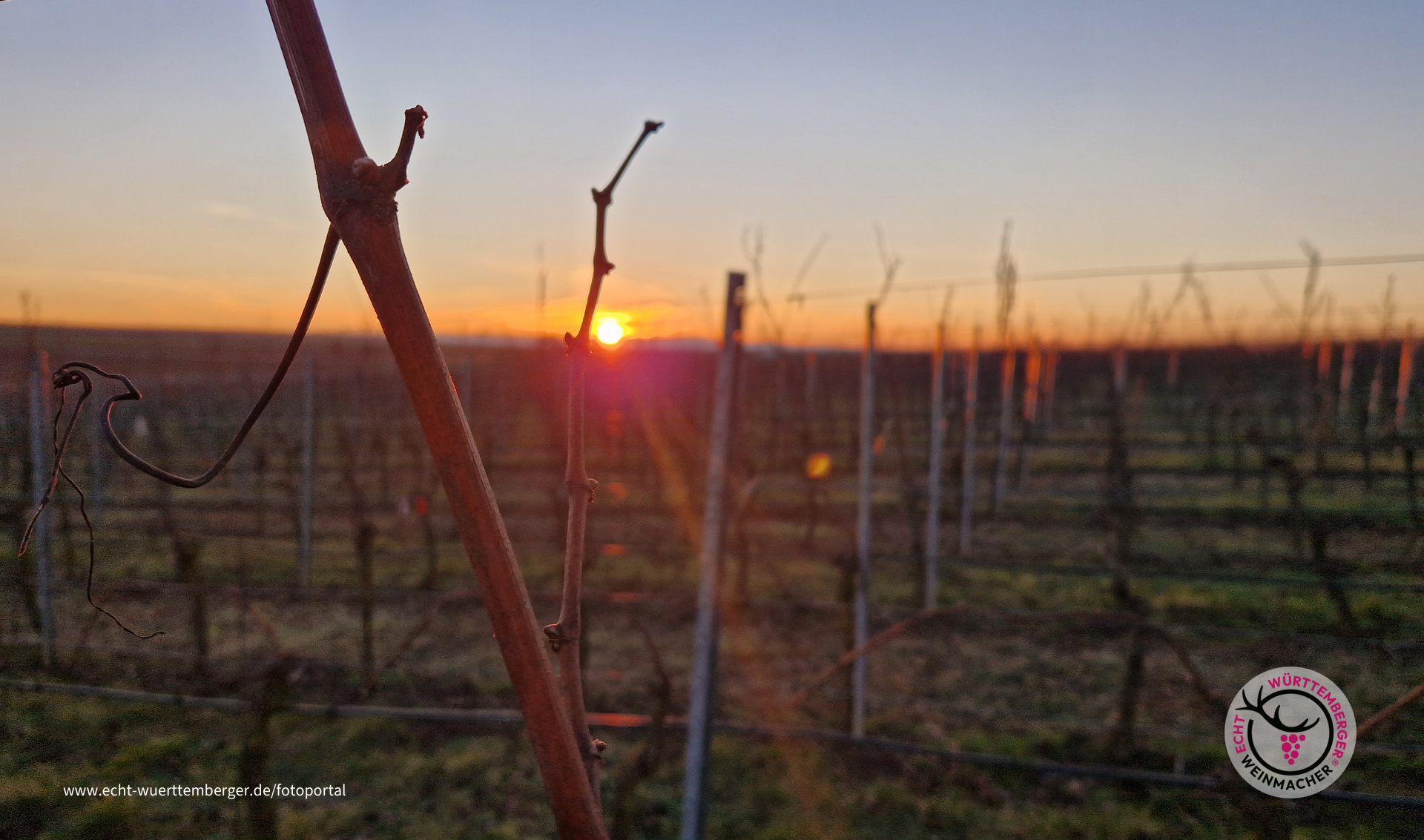 Weinreben biegen in den Sonnenuntergang