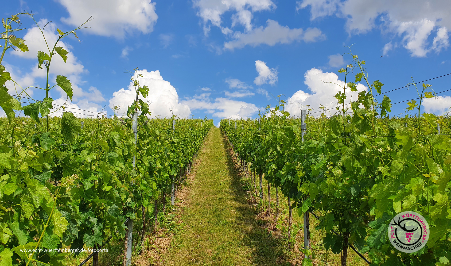 Steile Weine in Lauffen am Neckar