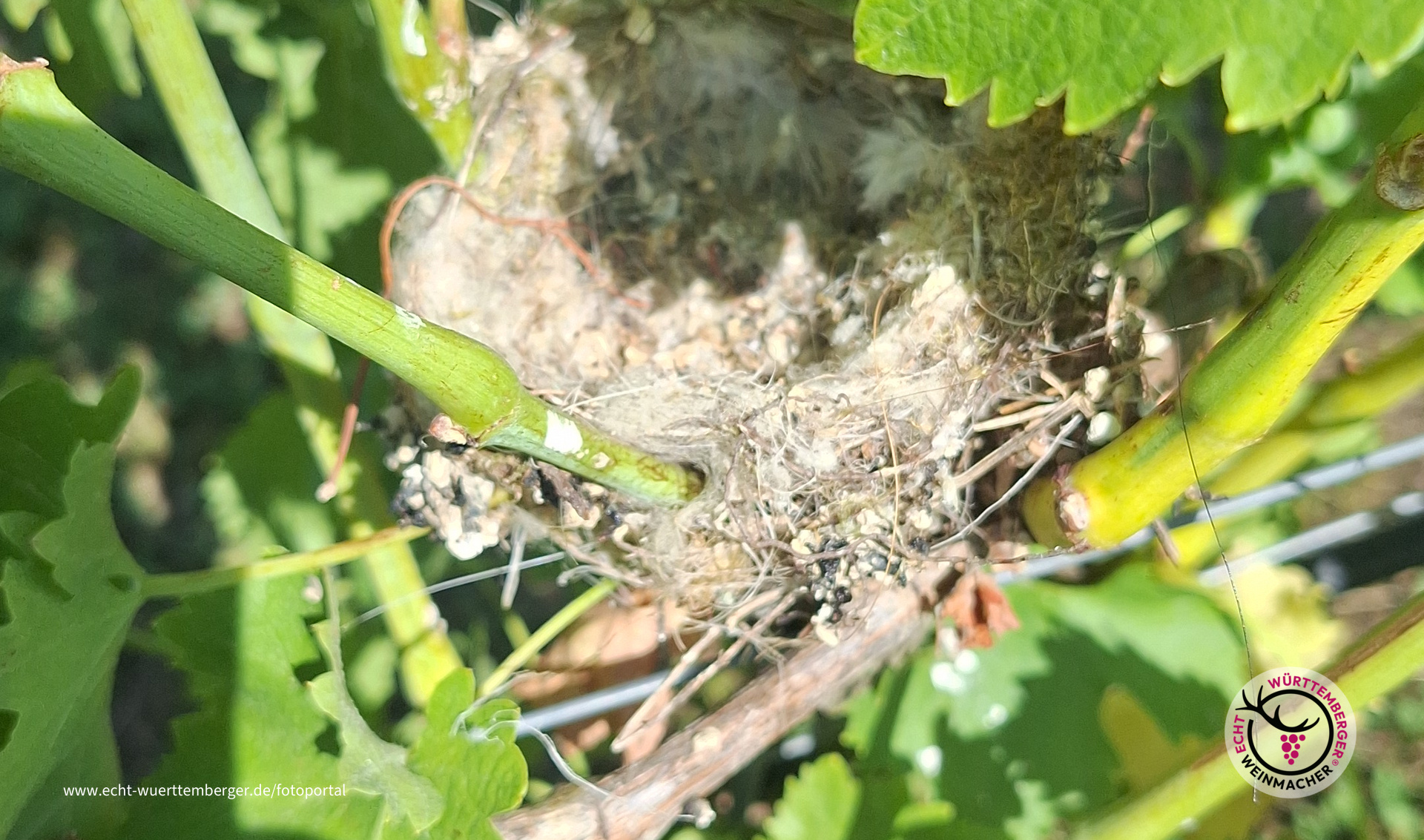 Natur pur im Weinberg