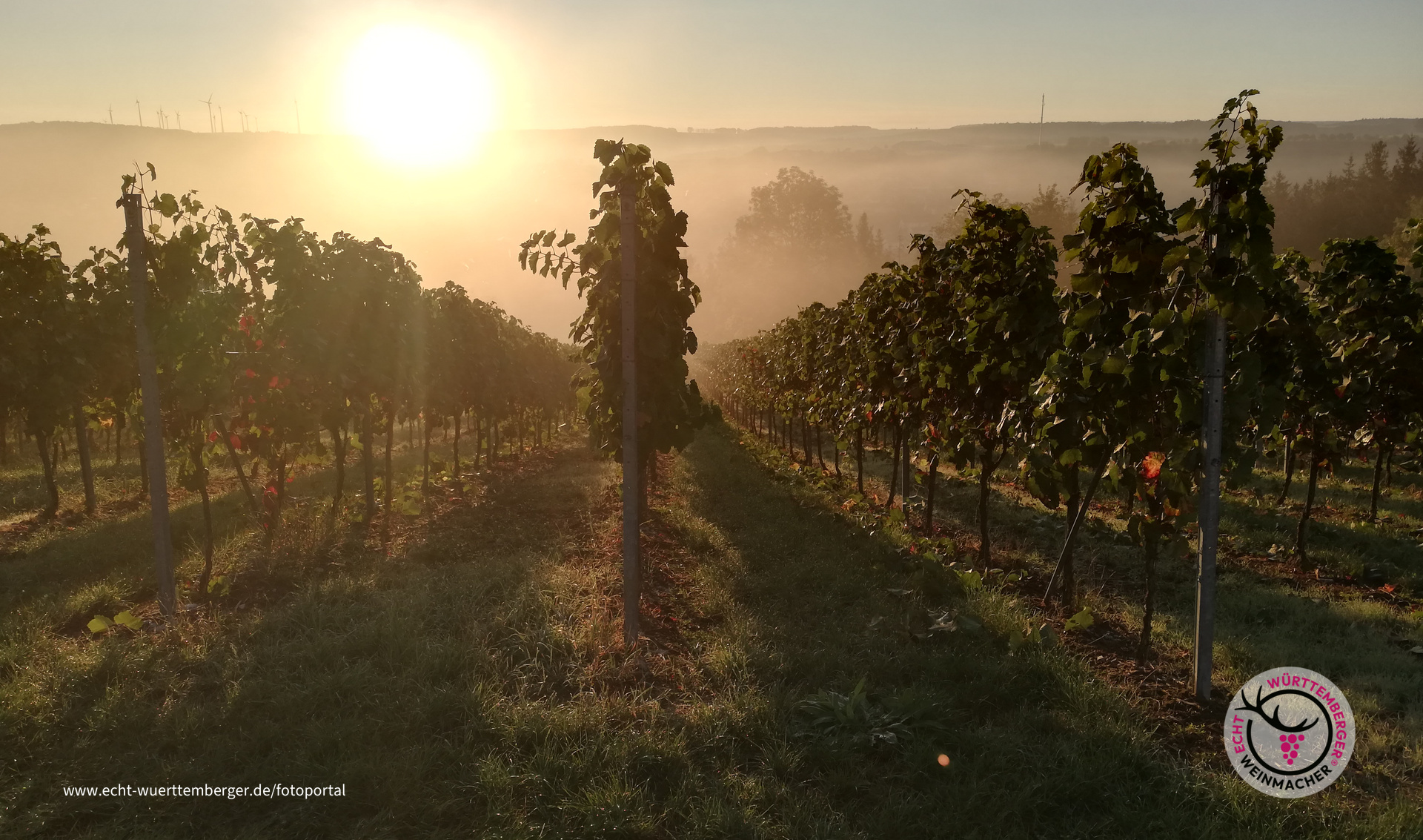 Sonnenaufgang im Weikersheimer Schmecker