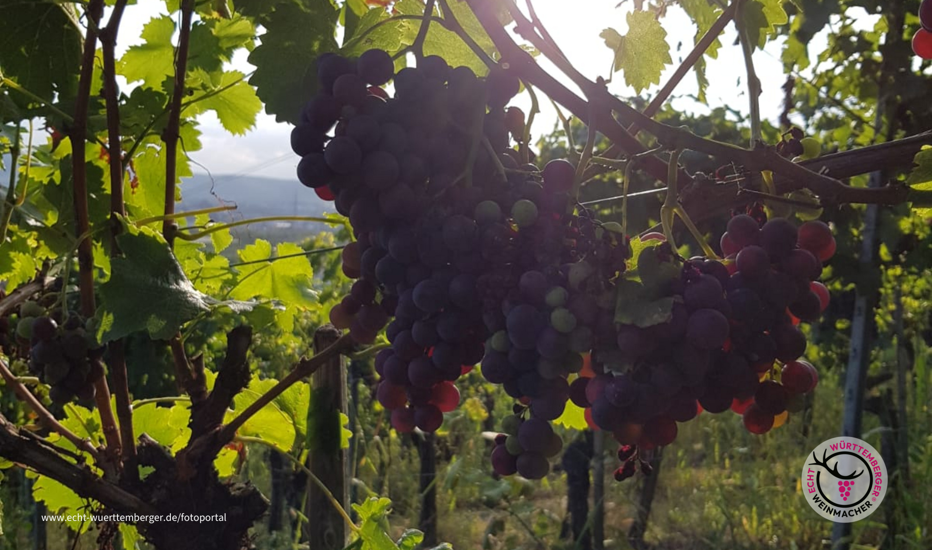 Sunsetlounge Grossheppach