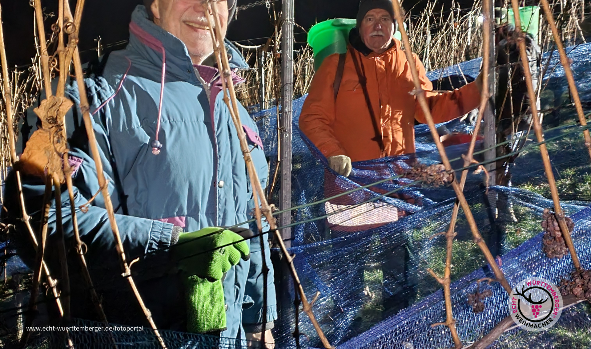 Eisweinlese in Freudenstein