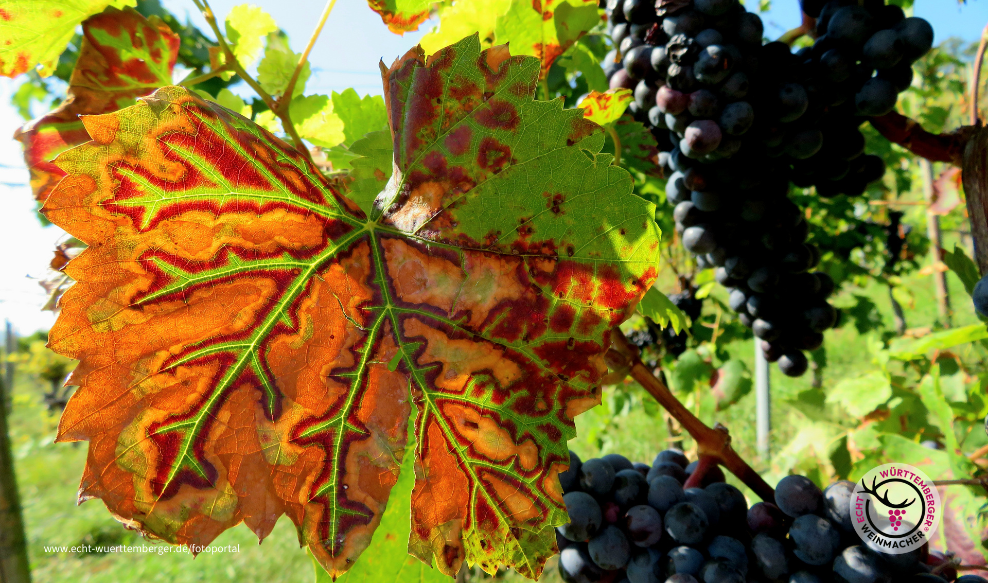 Lebensader Wein