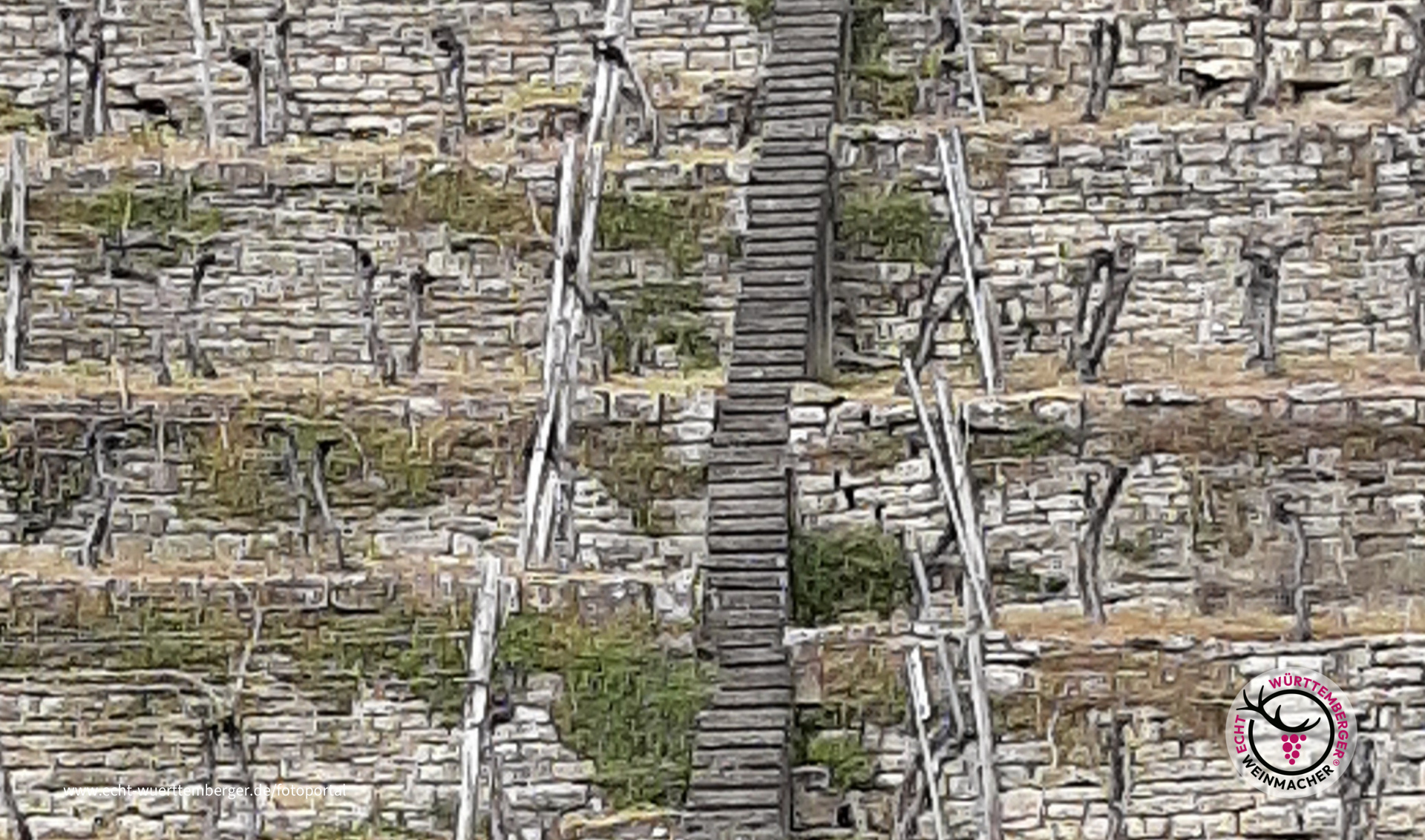 Lauffen Katzenbeisser