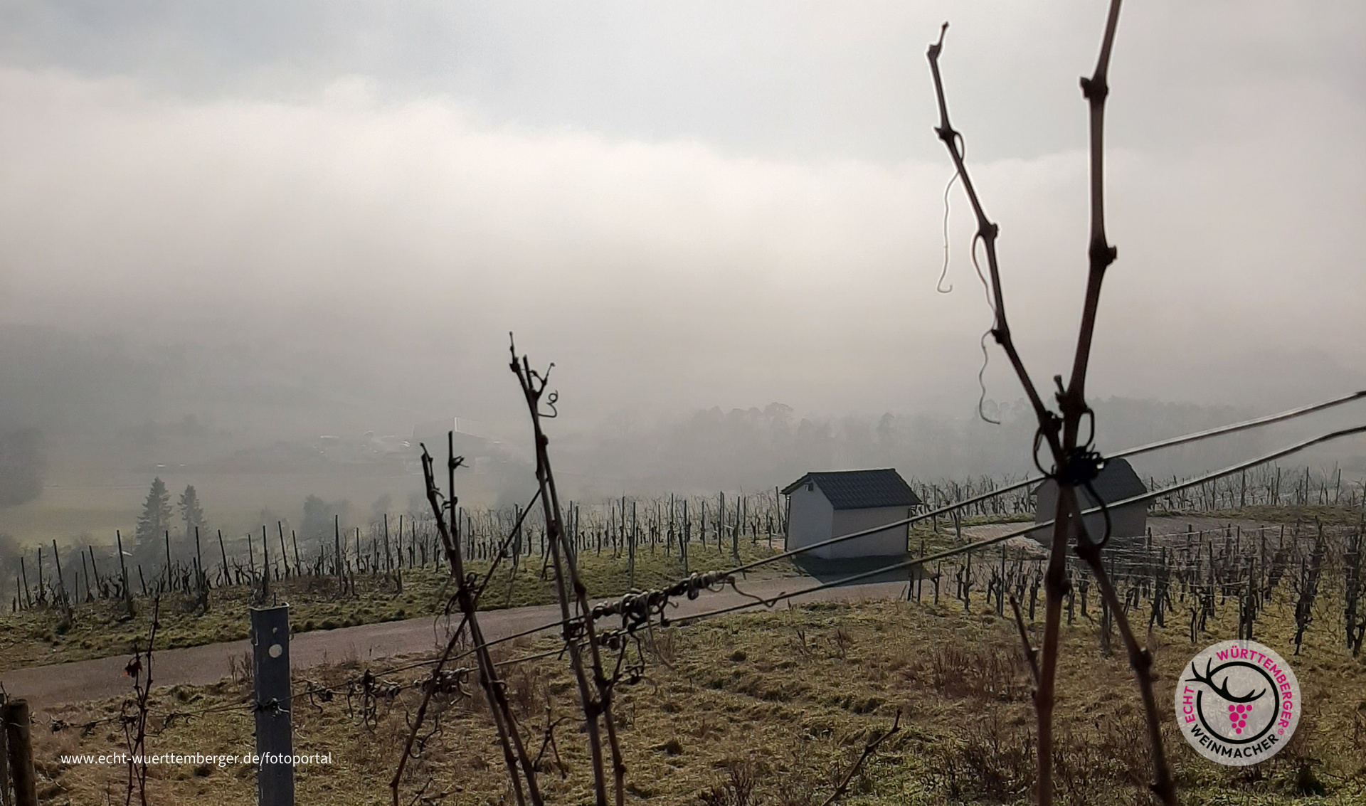 Verwunschener Wengert