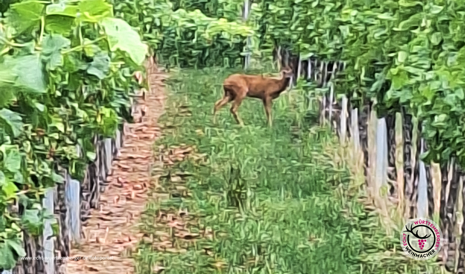 Reh Im Weinberg 