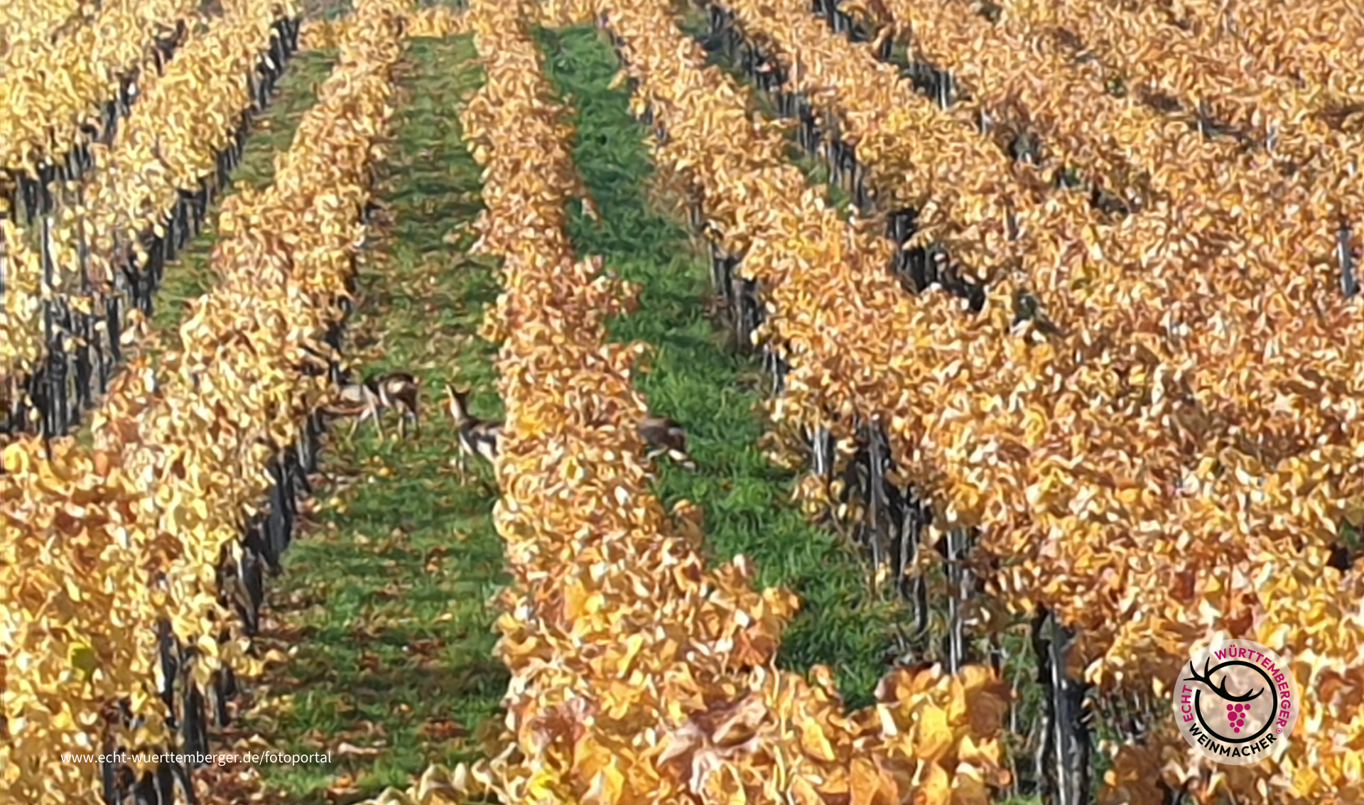 Rehe in herbstlichen Weinbergen