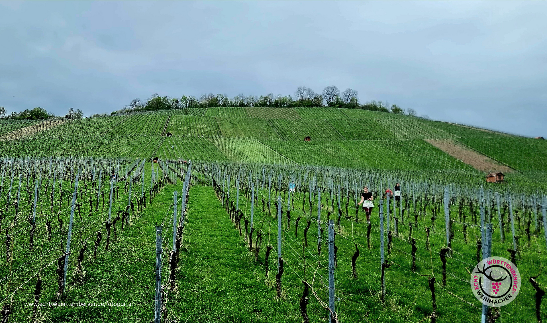 Verwirrung im Wengert