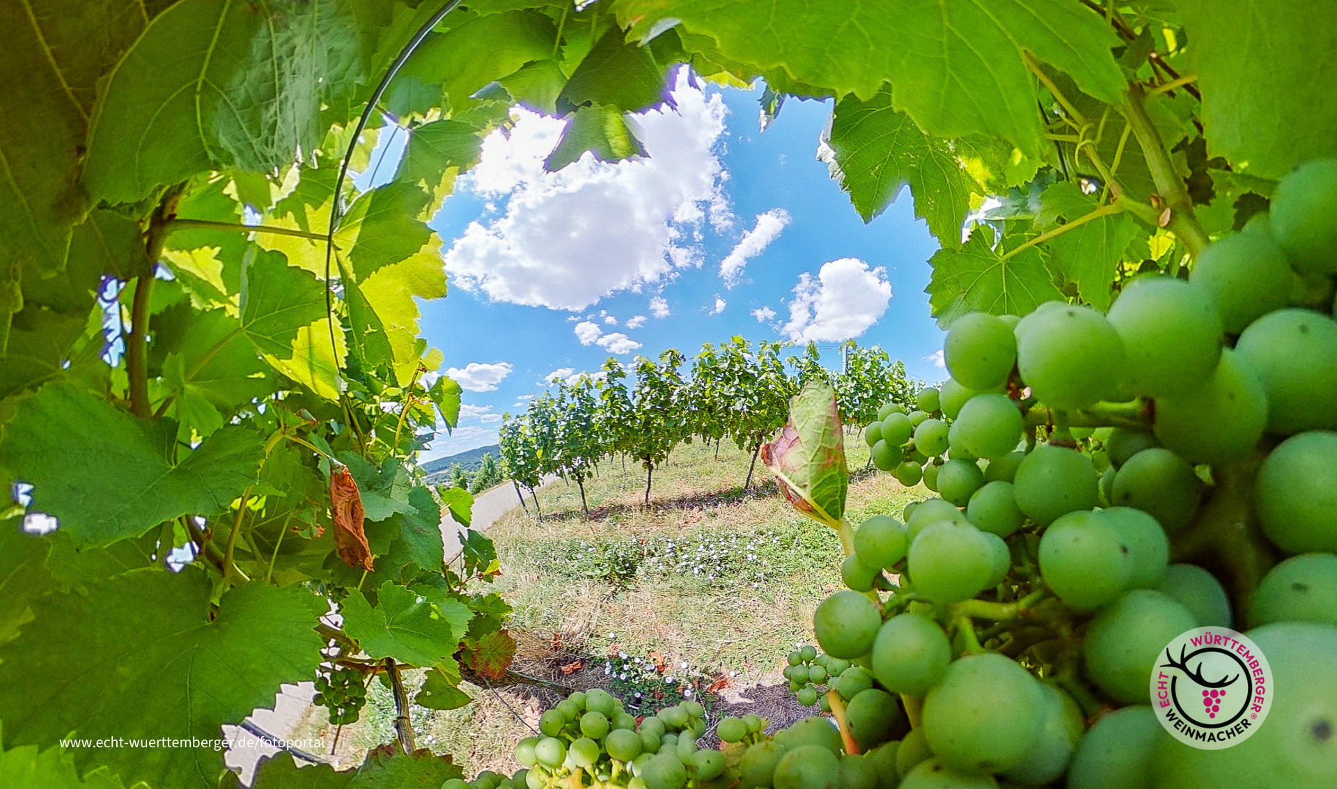 Die Welt aus Sicht einer Rebe