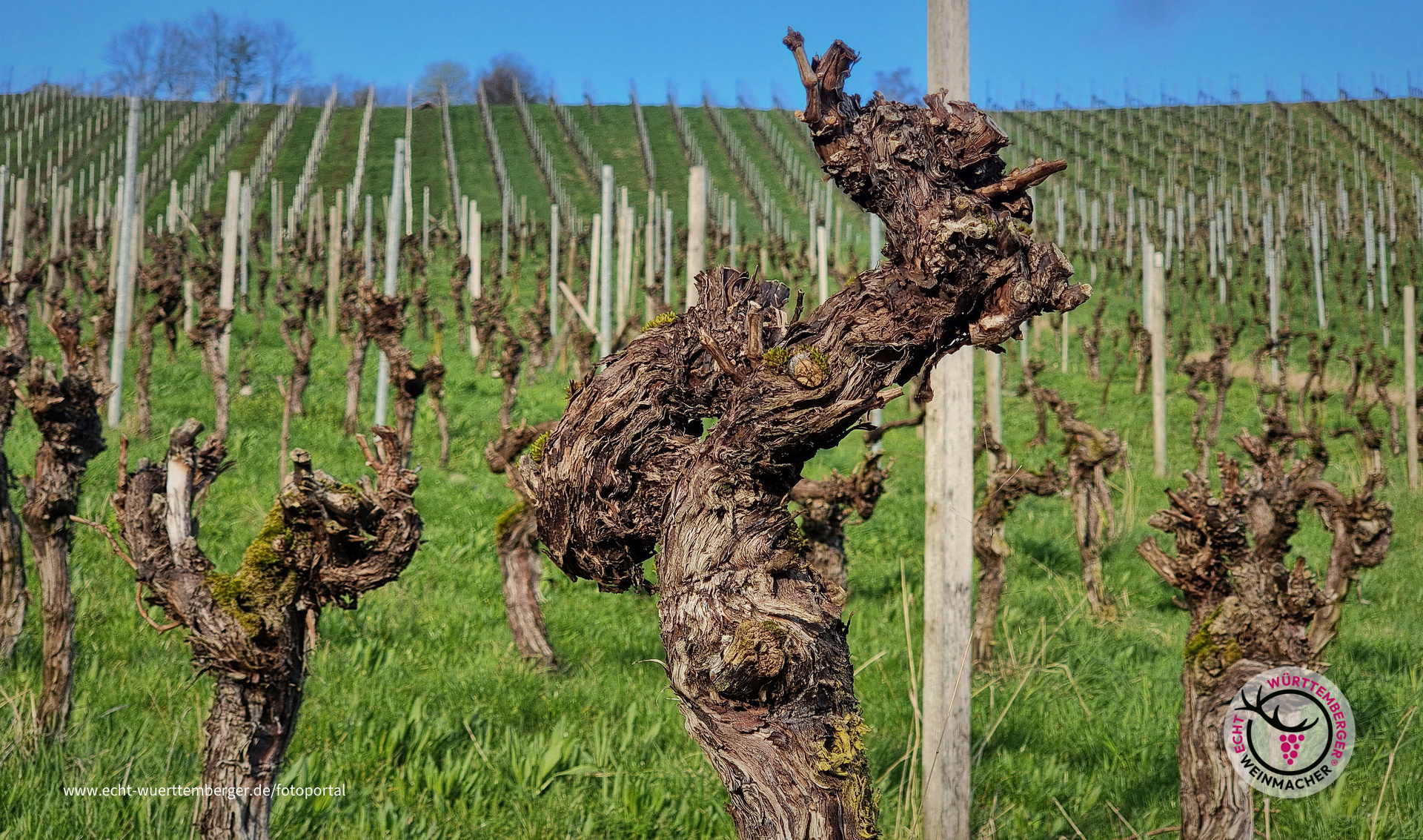 Knorrige Trollingerrebe