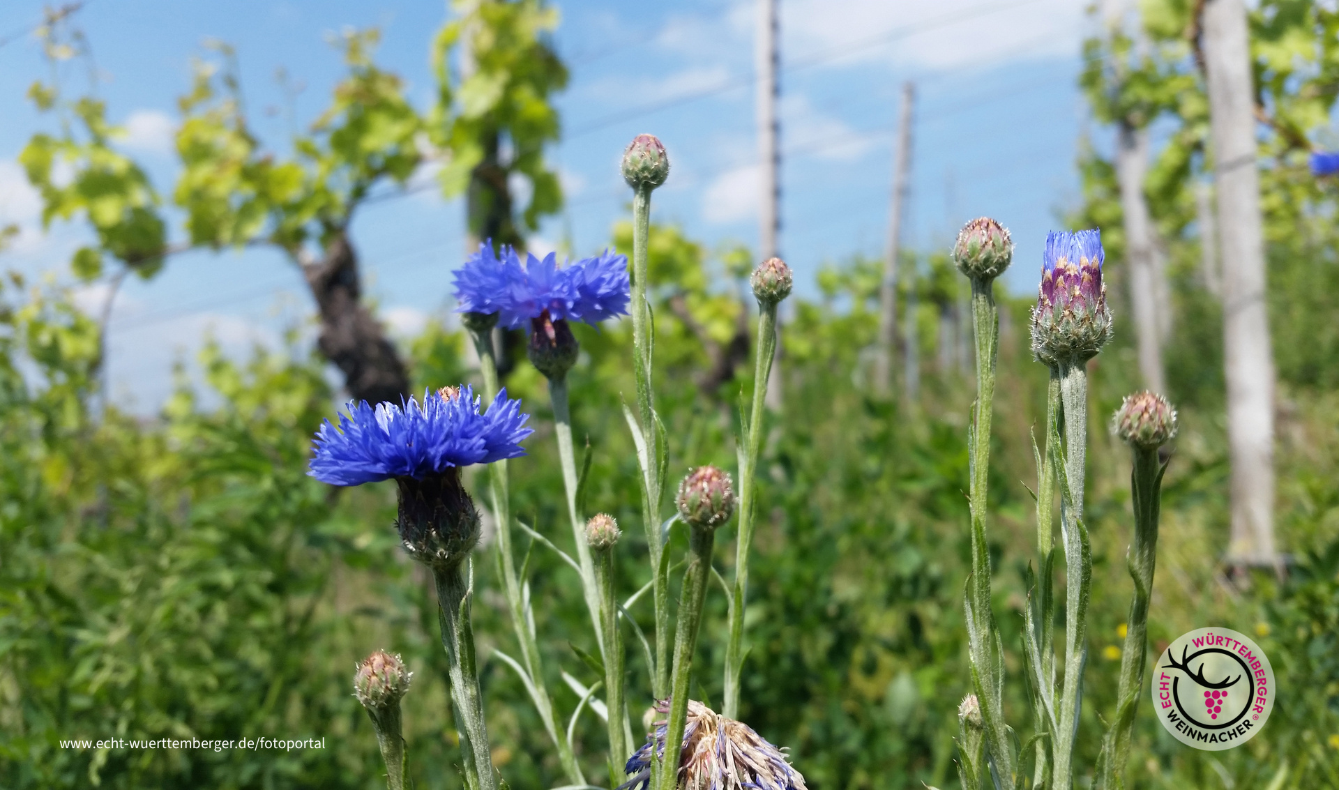 Kornblumen im Wengert