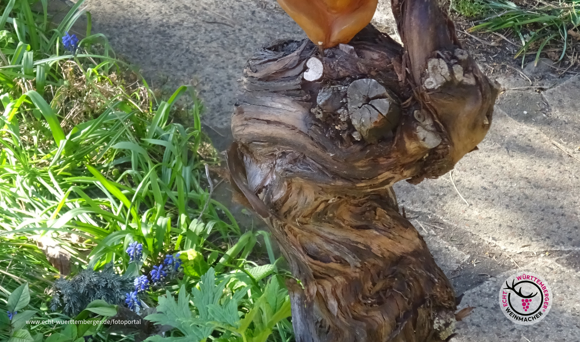 Rebstock mal anders!