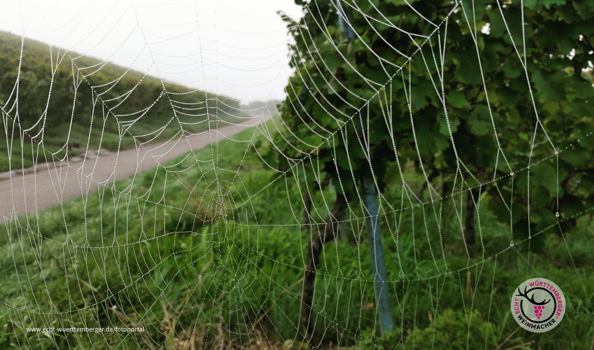 Altweibersommer im Remstal