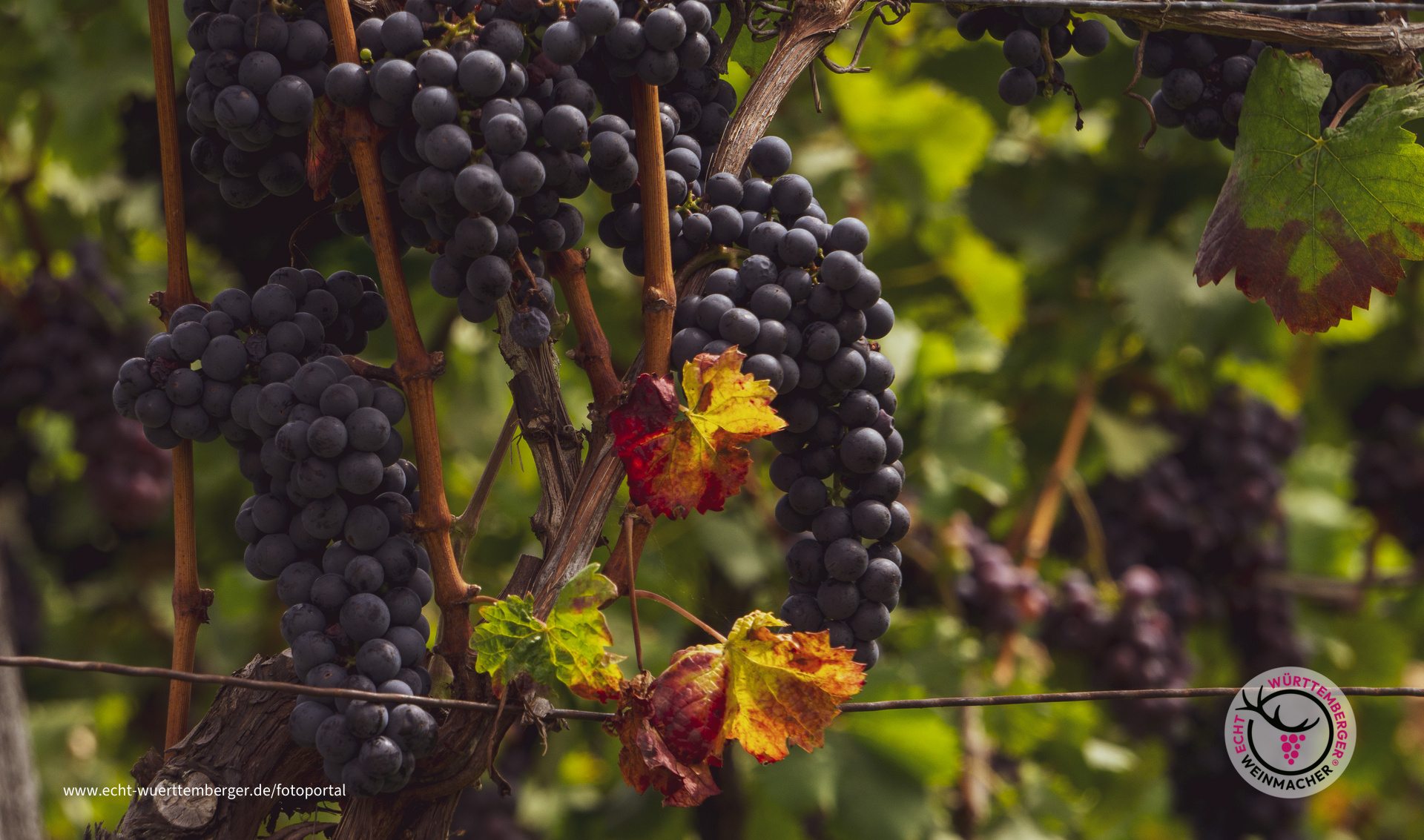 Volle Weinreben