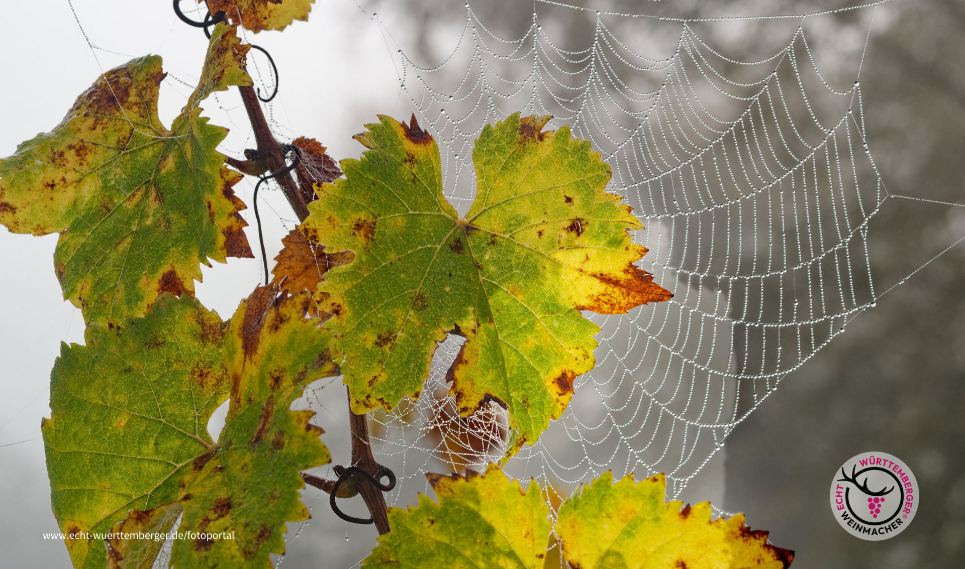 Nebel in den Heilbronner Weinbergen