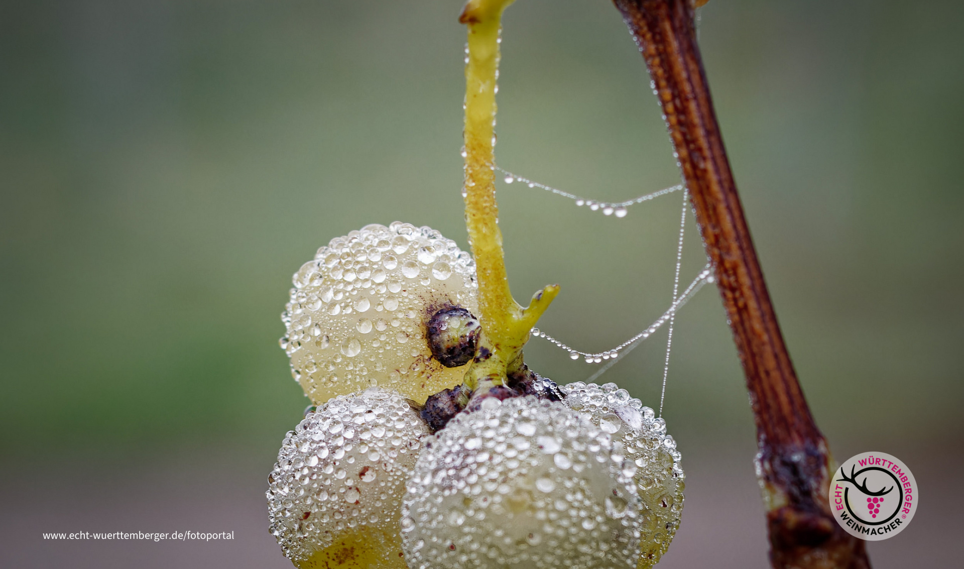 Die letzten Weintrauben
