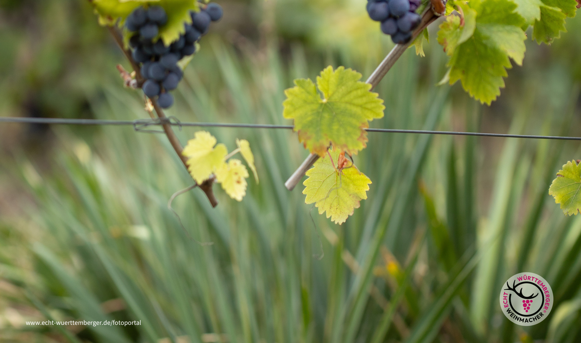 Mediterraner Flair in Württemberg