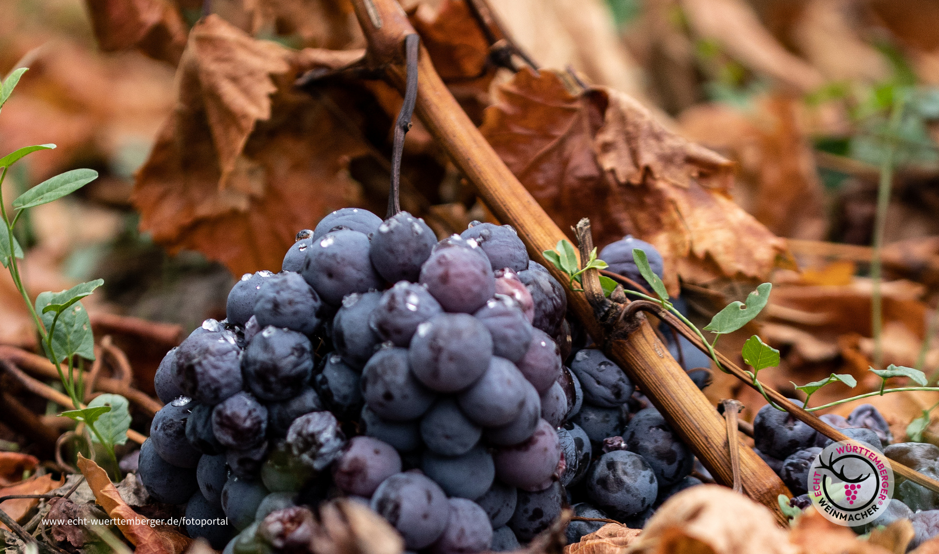 ....runtergefallen 1