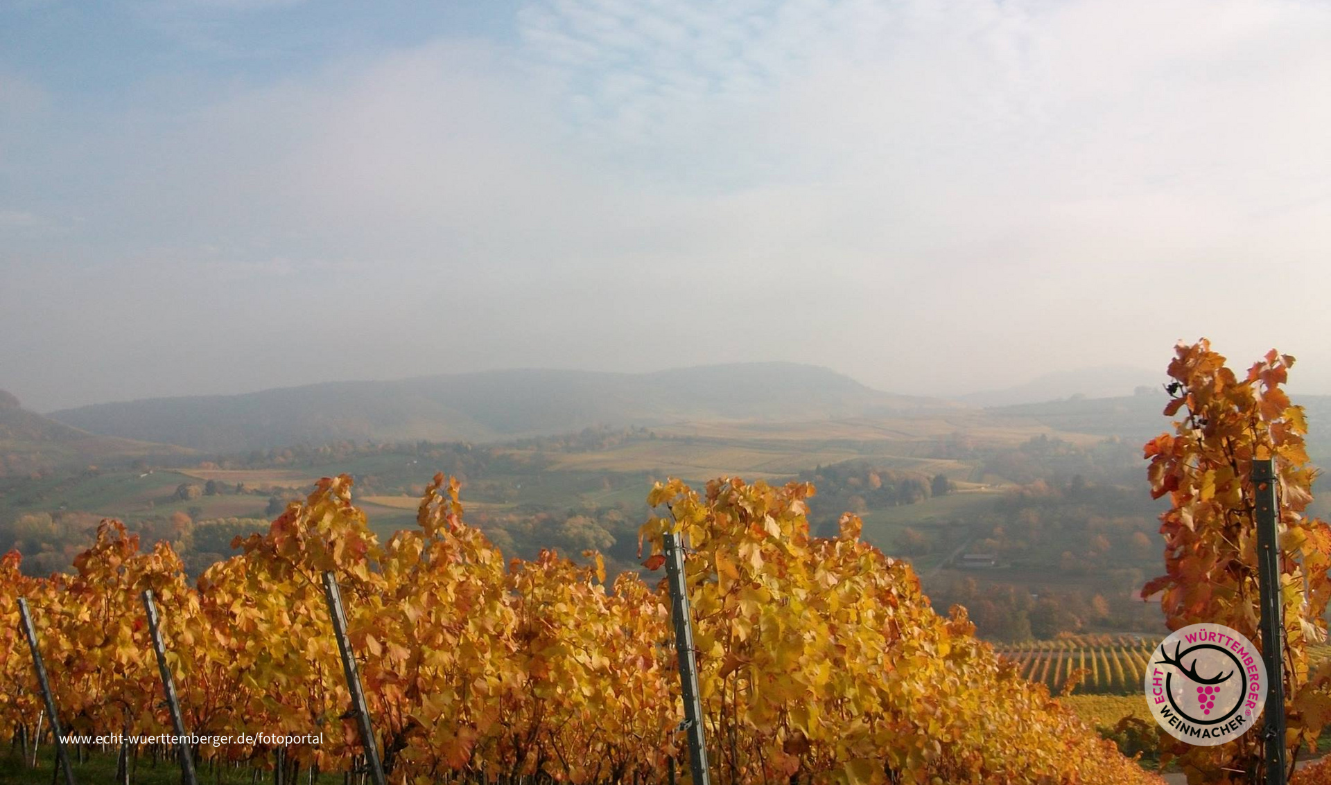 Leuchtende Reben auf dem Scheuerberg
