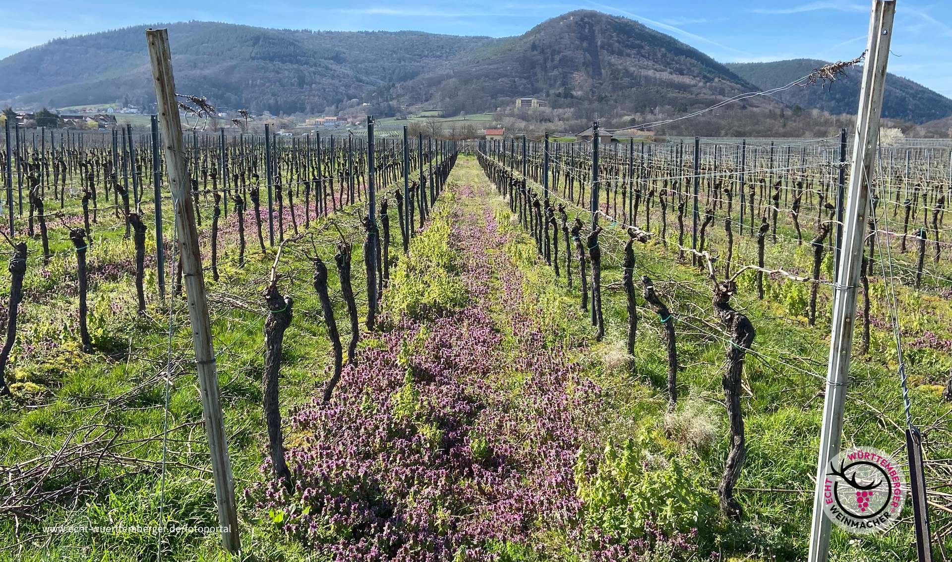 Weinbergblick