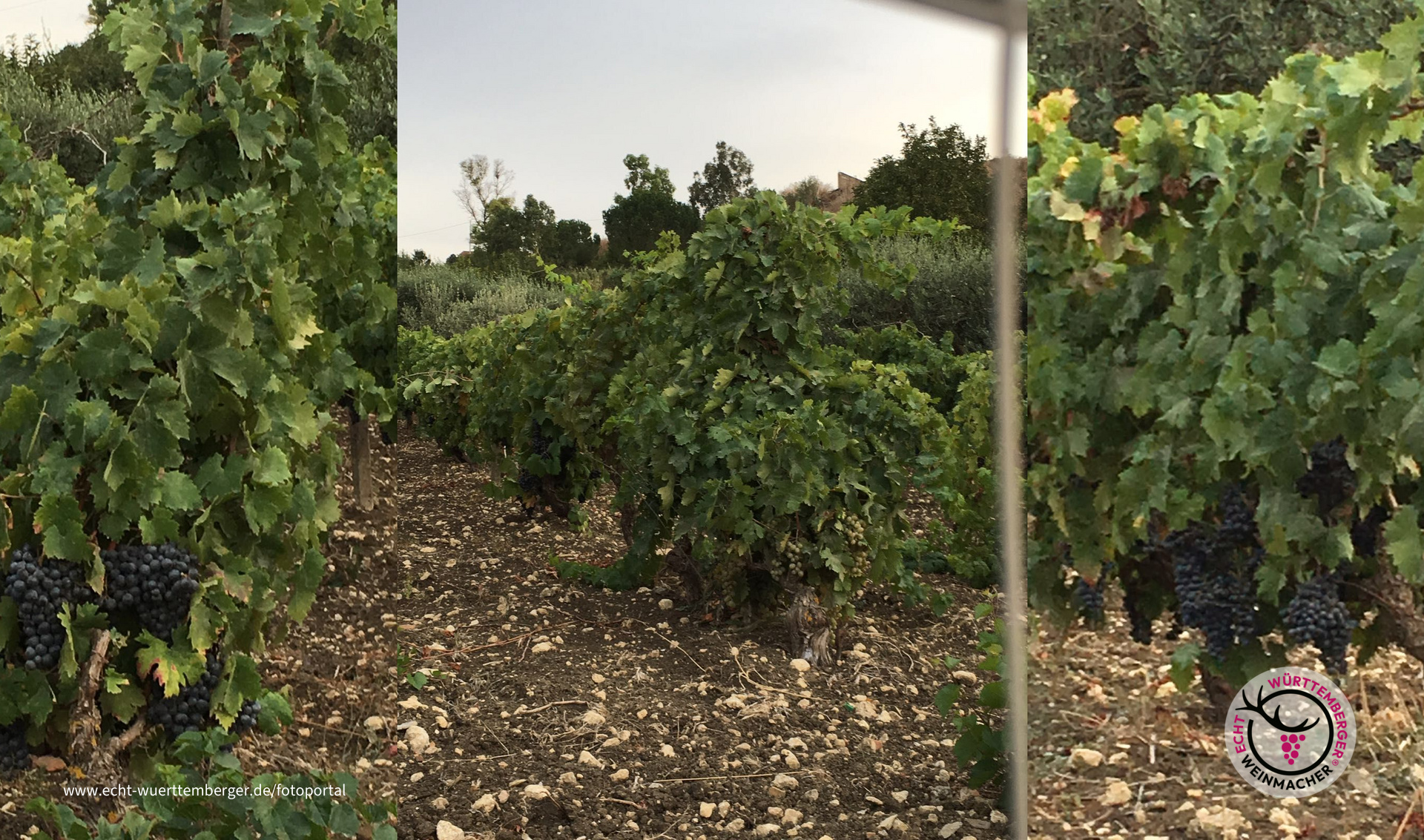 Weinreben