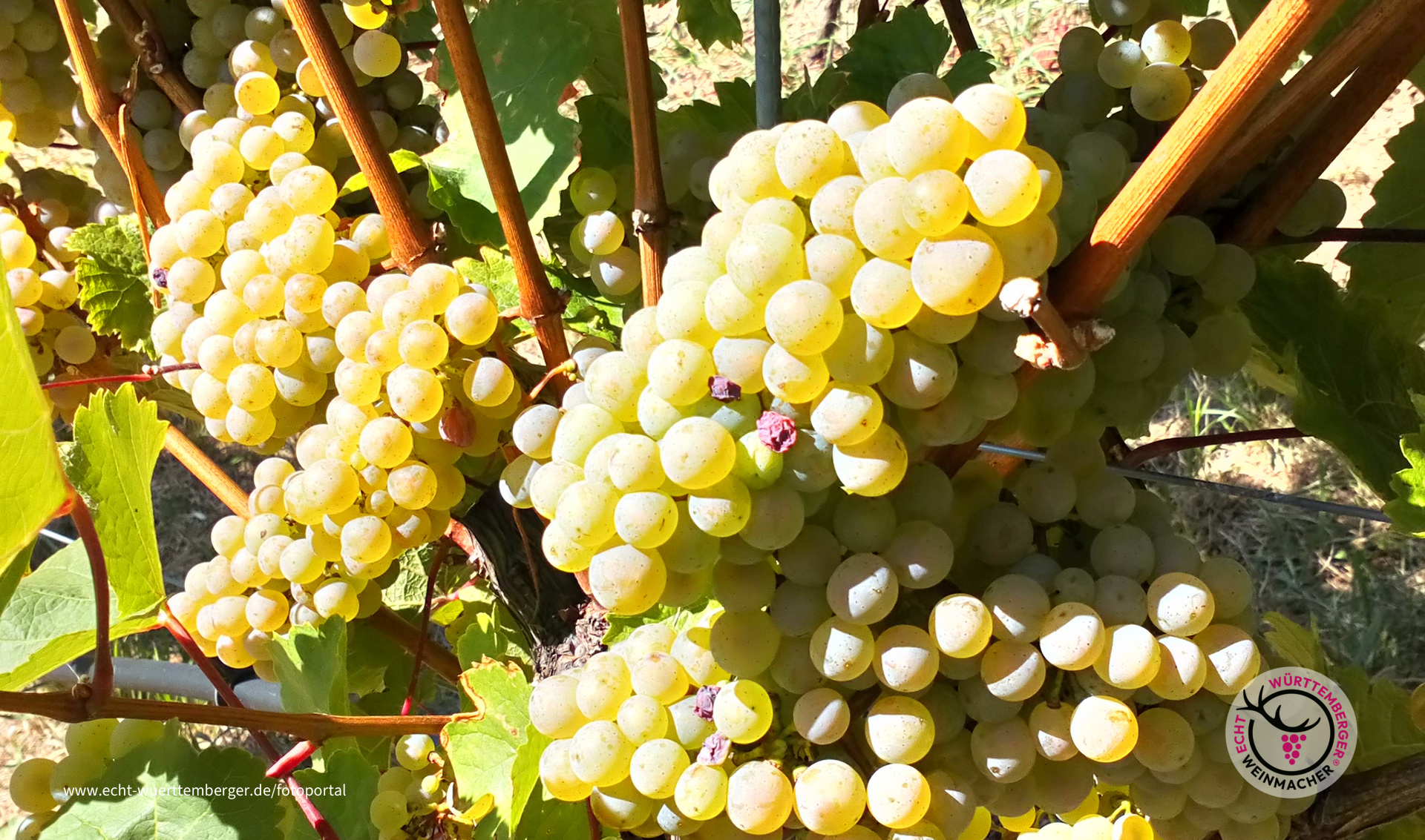 Meine Weinheimat, mein großes Glück