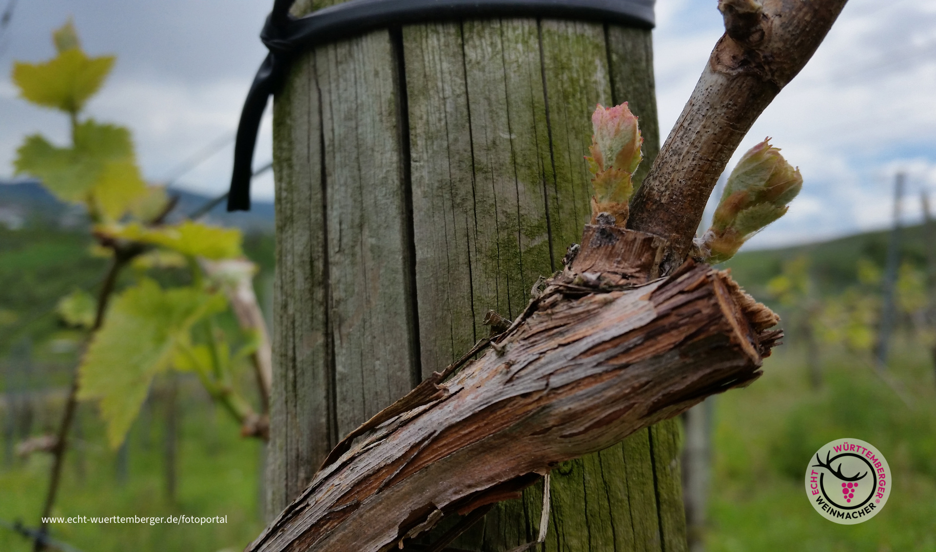 Austrieb nach dem Frost
